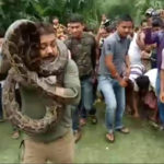 अजगर के साथ सेल्फी खिंचवा रहे थे फॉरेस्ट रेंजर, हश्र देख रुक जाएंगी सांसें…