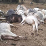 बिजली का तार गिरने से गौशाला में 21 गायों की मौत
