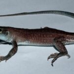 Lizard को घर से भगाने के लिए अपनाएं ये घरेलू नुस्खे, पलभर में दूर हो जाएगी मुसीबत
