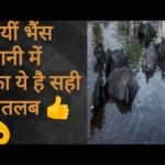 अजब-गजबःसच हुई  ”गई भैंस पानी में”, वाली कहावत